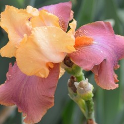 Adobe Rose Bearded Iris