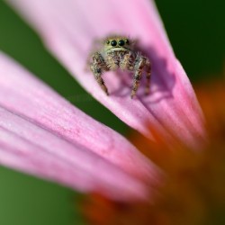 Gray spider on purple coneflower