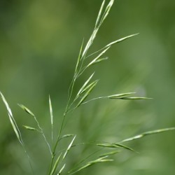 Tall Green Grasses Meadow
