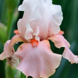 Sugar Magnolia Bearded Iris