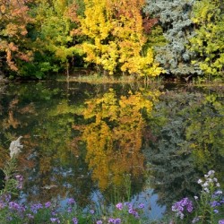 Reflections fall colors with purple and white asters