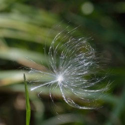 Milkweed Seed clinging to blade of grass - Third Place Winner 2023