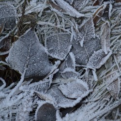 First Frost Fallen Leaves
