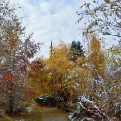 Dusting of new snow on fall colors - early winter
