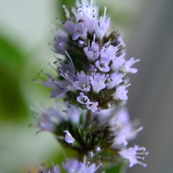 Peppermint Flowers Macro