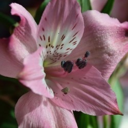 Peruvian lily - Lily of the Incas - Alstroemeria