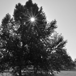 Starburst Tree