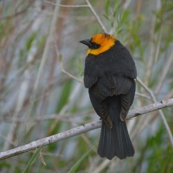 Yellow Headed Blackbird