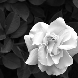 Elegant White Rose in Monochrome