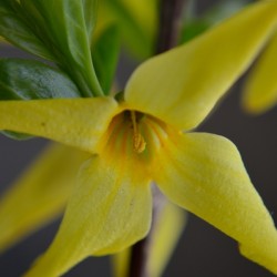 Forsythia Intermedia - Lynwood Gold -Macro