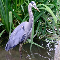 Blue heron standing in a pond