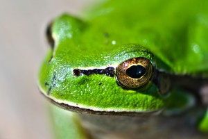 Frog eyes lake green
