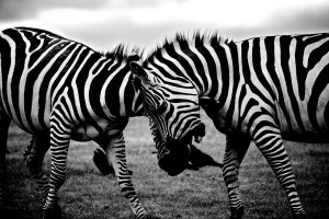 black and white africa animals wilderness