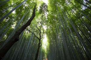 Bamboo Forest