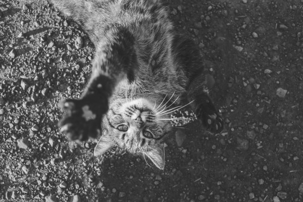 Cat  Print
