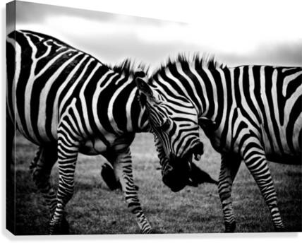 black and white africa animals wilderness  Canvas Print