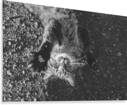 Cat  Canvas Print