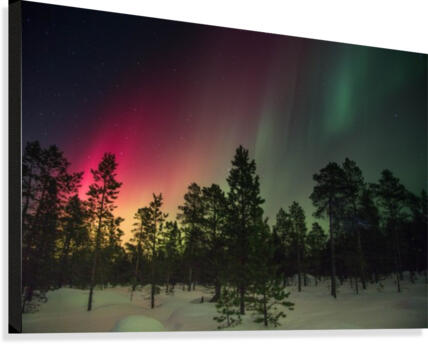 Boreal  Canvas Print