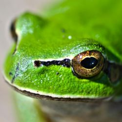 Frog eyes lake green