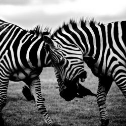 black and white africa animals wilderness