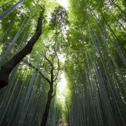 Bamboo Forest