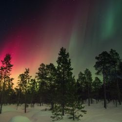 Boreal