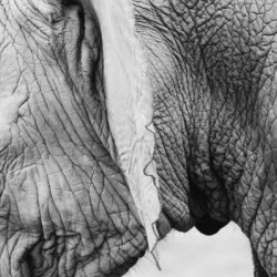 Elephanto