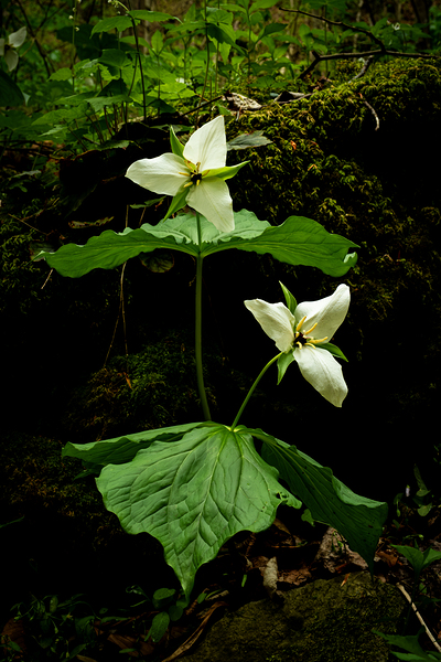 Wild Flowers
