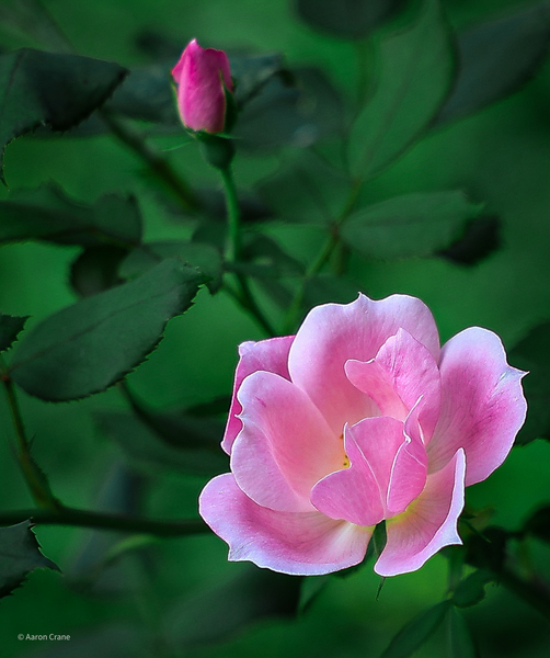 Rose & Bud Print