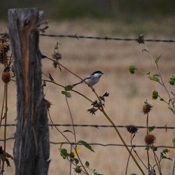 Chickadee And Fence