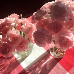 Simply Pink