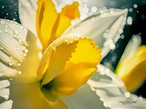 Sunny Daffodil