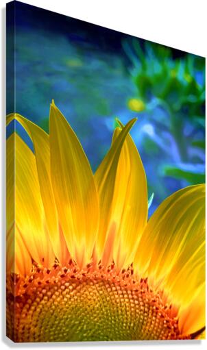 Sunflower Sunshine Canvas Print