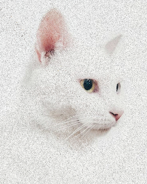 Bambino Print