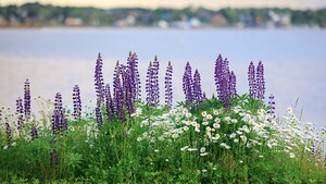 Lupins Over Looking Montague River