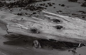 Weather Beaten  Driftwood