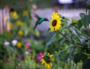 Humming Bird at Roma