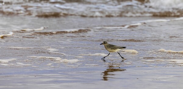 Having a Piping Plover Time Print