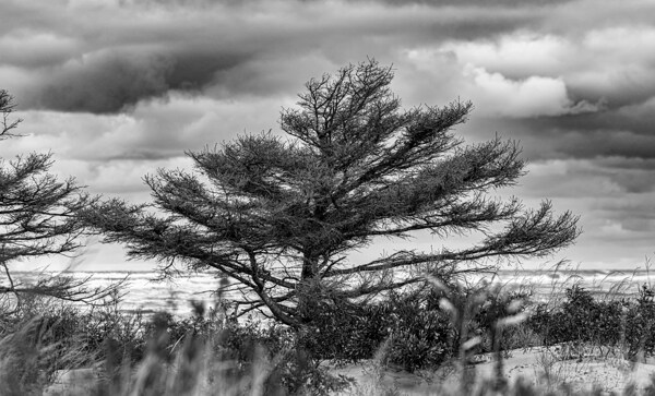 The Poor old Spruce Print