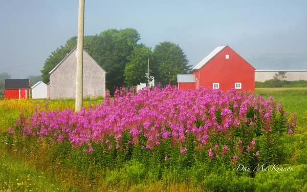 Foggy Day on the Farm Print