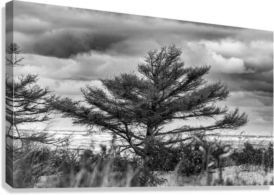 The Poor old Spruce Canvas Print