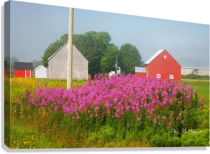 Foggy Day on the Farm Canvas Print