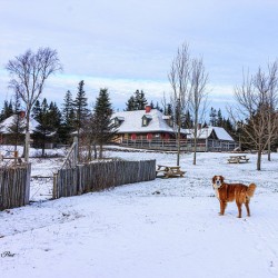 Lucy at Roma PEI