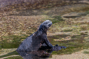 galapagos marine lizard or iguana enjoys the warmth of the sun sitting on rock in pond by Ad Gr