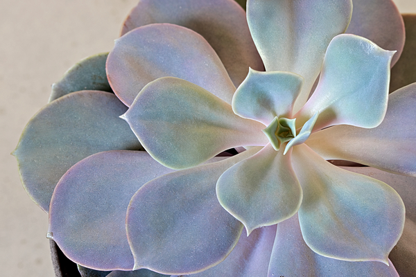 Top view of desert rose succulent. by Ad Gr