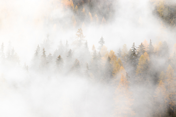Larch forest with autumn or fall colors in thick fog creating mystical mood by Ad Gr