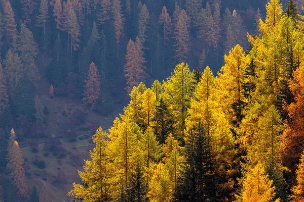 Autumn forest with seasonal orange yellow colored larches. by Ad Gr