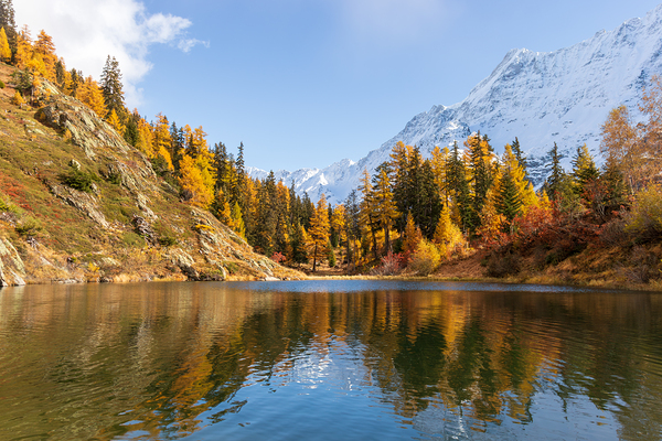 Autumn larch forest and snow covered mountains reflected in swiss alpine lake. by Ad Gr