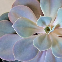 Top view of desert rose succulent.