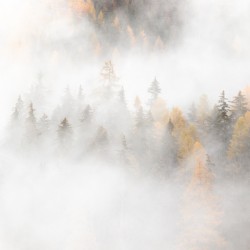 Larch forest with autumn or fall colors in thick fog creating mystical mood